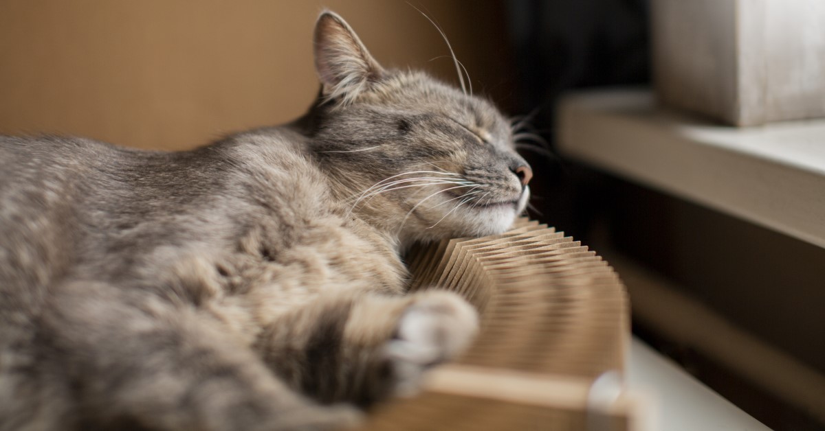 Naps & Cats: Feline Sleeping Habits